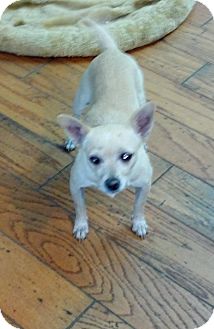 Chihuahua Mix Dog for Sale in San Diego, California - Hope URGENT Chihuahua Mix Dog for Sale in San Diego, California - Hope URGENT