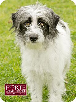 Tibetan Terrier/Border Terrier Mix Dog for Sale in Marina del Rey, California - Ruthie Tibetan Terrier/Border Terrier Mix Dog for Sale in Marina del Rey, California - Ruthie