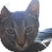 Domestic Shorthair Kitten for Sale in Vancouver, British Columbia - Honey Domestic Shorthair Kitten for Sale in Vancouver, British Columbia - Honey