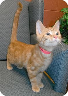 Domestic Shorthair Kitten for Sale in Jackson, Michigan - Pumba Domestic Shorthair Kitten for Sale in Jackson, Michigan - Pumba
