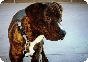 Pit Bull Terrier/Mountain Cur Mix Dog for Sale in Cheyenne, Wyoming - Norris Pit Bull Terrier/Mountain Cur Mix Dog for Sale in Cheyenne, Wyoming - Norris