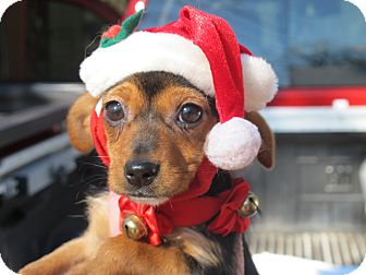 Dachshund/Yorkie, Yorkshire Terrier Mix Puppy for Sale in Spring Valley, New York - Jingle Belle Dachshund/Yorkie, Yorkshire Terrier Mix Puppy for Sale in Spring Valley, New York - Jingle Belle
