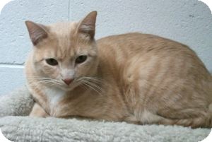 Domestic Shorthair Cat for Sale in Colorado Springs, Colorado - Yonkers Domestic Shorthair Cat for Sale in Colorado Springs, Colorado - Yonkers