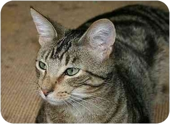 Domestic Shorthair Cat for Sale in Montgomery, Illinois - Stanley Domestic Shorthair Cat for Sale in Montgomery, Illinois - Stanley