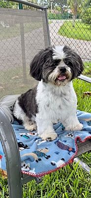 Davie Fl Shih Tzu Meet Dreamy A Pet For Adoption Adoptapet