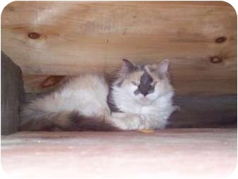 Domestic Mediumhair Cat for Sale in Portland, Maine - Virgina Domestic Mediumhair Cat for Sale in Portland, Maine - Virgina
