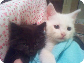 Domestic Mediumhair Kitten for Sale in Harrisburg, North Carolina - Jeepers and Peepers Domestic Mediumhair Kitten for Sale in Harrisburg, North Carolina - Jeepers and Peepers