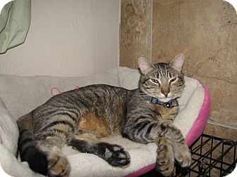 Domestic Shorthair Cat for Sale in Edmond, Oklahoma - Cyclops Domestic Shorthair Cat for Sale in Edmond, Oklahoma - Cyclops