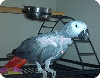 African Grey for Sale in Tampa, Florida - George African Grey for Sale in Tampa, Florida - George