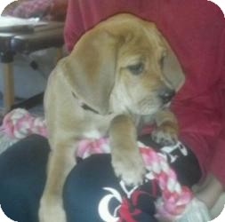 Beagle/Basset Hound Mix Puppy for Sale in Marlton, New Jersey - Macey Beagle/Basset Hound Mix Puppy for Sale in Marlton, New Jersey - Macey