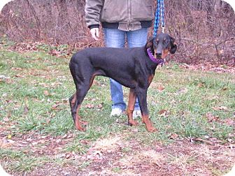 Doberman Pinscher Dog for Sale in New Castle, Pennsylvania - Doberman Pinscher Dog for Sale in New Castle, Pennsylvania -