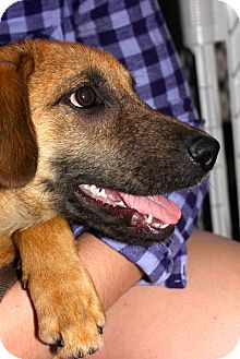 German Shepherd Dog/Labrador Retriever Mix Puppy for Sale in Miami, Florida - Simba German Shepherd Dog/Labrador Retriever Mix Puppy for Sale in Miami, Florida - Simba