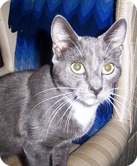 Domestic Shorthair Cat for Sale in Albany, New York - Bullwinkle Domestic Shorthair Cat for Sale in Albany, New York - Bullwinkle