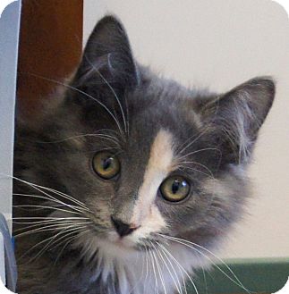 Maine Coon Kitten for Sale in Colorado Springs, Colorado - Ziva Maine Coon Kitten for Sale in Colorado Springs, Colorado - Ziva