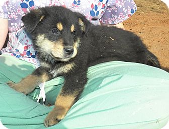 Shepherd (Unknown Type) Mix Puppy for Sale in Sussex, New Jersey - Major Shepherd (Unknown Type) Mix Puppy for Sale in Sussex, New Jersey - Major