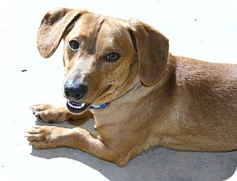 Dachshund Dog for Sale in Bellflower, California - Owen Dachshund Dog for Sale in Bellflower, California - Owen