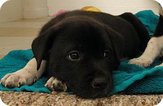 Labrador Retriever/Husky Mix Puppy for Sale in Gainesville, Florida - Willow Labrador Retriever/Husky Mix Puppy for Sale in Gainesville, Florida - Willow