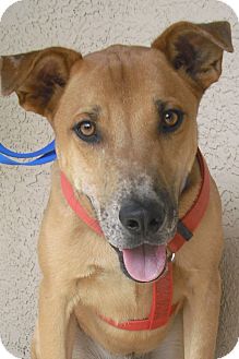 Hound (Unknown Type) Mix Dog for Sale in Wickenburg, Arizona - Oliver Hound (Unknown Type) Mix Dog for Sale in Wickenburg, Arizona - Oliver