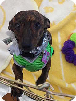 Dachshund Dog for Sale in Brea, California - Lucky Dachshund Dog for Sale in Brea, California - Lucky