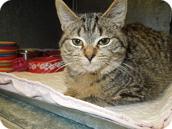 Domestic Shorthair Kitten for Sale in Medina, Ohio - Donny Domestic Shorthair Kitten for Sale in Medina, Ohio - Donny