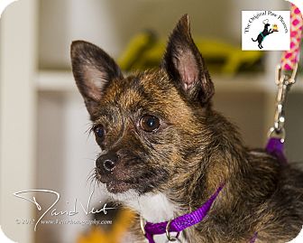 Chihuahua/Jack Russell Terrier Mix Dog for Sale in San Diego, California - Lupita Chihuahua/Jack Russell Terrier Mix Dog for Sale in San Diego, California - Lupita
