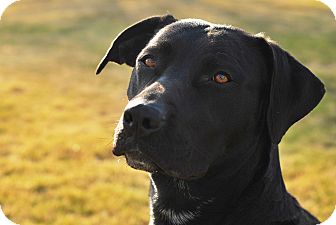 Labrador Retriever/Boxer Mix Dog for Sale in Boise, Idaho - Montana Labrador Retriever/Boxer Mix Dog for Sale in Boise, Idaho - Montana
