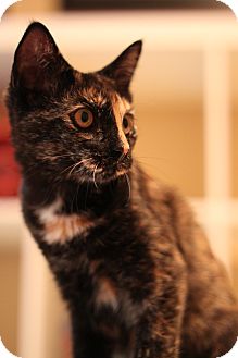 Domestic Shorthair Cat for Sale in Edmond, Oklahoma - Brin Domestic Shorthair Cat for Sale in Edmond, Oklahoma - Brin