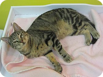 Domestic Shorthair Cat for Sale in Mobile, Alabama - Tabitha Domestic Shorthair Cat for Sale in Mobile, Alabama - Tabitha