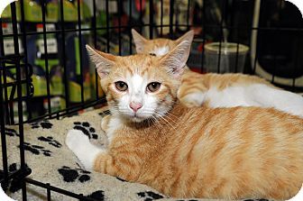 Domestic Shorthair Cat for Sale in Farmingdale, New York - Flannigan Domestic Shorthair Cat for Sale in Farmingdale, New York - Flannigan