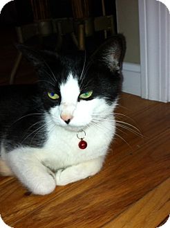 Domestic Shorthair Cat for Sale in Riverside, Rhode Island - Kimberly Domestic Shorthair Cat for Sale in Riverside, Rhode Island - Kimberly