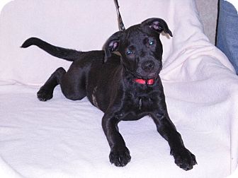 Labrador Retriever/American Pit Bull Terrier Mix Puppy for Sale in New Castle, Pennsylvania - Labrador Retriever/American Pit Bull Terrier Mix Puppy for Sale in New Castle, Pennsylvania -