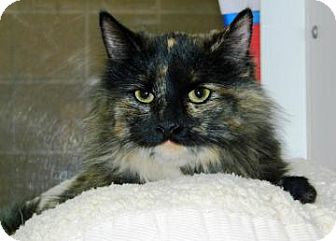 Domestic Mediumhair Cat for Sale in Cheyenne, Wyoming - Anastasia Domestic Mediumhair Cat for Sale in Cheyenne, Wyoming - Anastasia