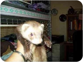 Ferret for Sale in San Marcos, Texas - AMMO Ferret for Sale in San Marcos, Texas - AMMO