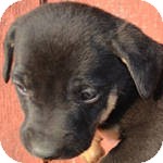 Boxer/Labrador Retriever Mix Puppy for Sale in Manchester, Connecticut - Shadow ADOPTION PENDING Boxer/Labrador Retriever Mix Puppy for Sale in Manchester, Connecticut - Shadow ADOPTION PENDING