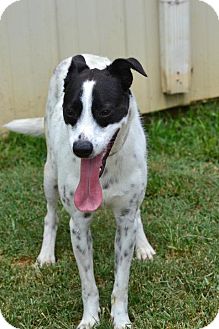Rat Terrier/Labrador Retriever Mix Dog for Sale in Southern, Maine - Chloe-URGENT in MD Rat Terrier/Labrador Retriever Mix Dog for Sale in Southern, Maine - Chloe-URGENT in MD