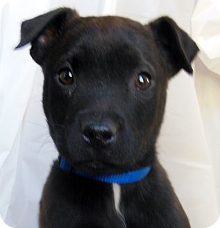 German Shepherd Dog/Labrador Retriever Mix Puppy for Sale in Thousand Oaks, California - Vinnie German Shepherd Dog/Labrador Retriever Mix Puppy for Sale in Thousand Oaks, California - Vinnie