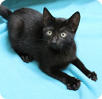 Domestic Shorthair Kitten for Sale in Chicago, Illinois - Blackberry Domestic Shorthair Kitten for Sale in Chicago, Illinois - Blackberry