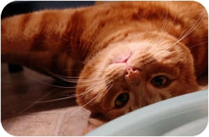 Domestic Shorthair Cat for Sale in Fredericton, New Brunswick - Mango Domestic Shorthair Cat for Sale in Fredericton, New Brunswick - Mango