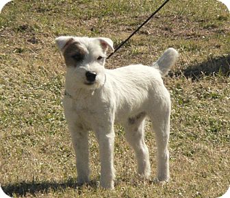 Jack Russell Terrier Dog for Sale in Scottsdale, Arizona - LILLIE LANGTRY Jack Russell Terrier Dog for Sale in Scottsdale, Arizona - LILLIE LANGTRY