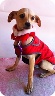 Italian Greyhound/Terrier (Unknown Type, Small) Mix Puppy for Sale in Irvine, California - SKY Italian Greyhound/Terrier (Unknown Type, Small) Mix Puppy for Sale in Irvine, California - SKY