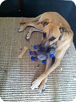 Shepherd (Unknown Type)/Hound (Unknown Type) Mix Dog for Sale in Los Angeles, California - Mary- Gentle Sweetheart! Shepherd (Unknown Type)/Hound (Unknown Type) Mix Dog for Sale in Los Angeles, California - Mary- Gentle Sweetheart!