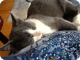 Domestic Shorthair Kitten for Sale in Waxhaw, North Carolina - Savannah Domestic Shorthair Kitten for Sale in Waxhaw, North Carolina - Savannah