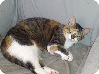Calico Cat for Sale in london, Ontario - Lace Calico Cat for Sale in london, Ontario - Lace