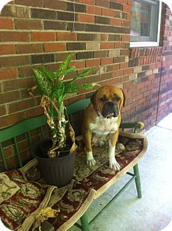 American Bulldog Dog for Sale in Hazard, Kentucky - Dixie American Bulldog Dog for Sale in Hazard, Kentucky - Dixie