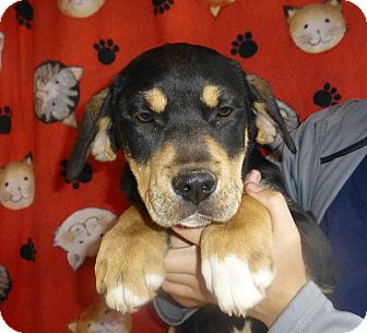Mastiff/Rottweiler Mix Puppy for Sale in Oviedo, Florida - Maggie Mastiff/Rottweiler Mix Puppy for Sale in Oviedo, Florida - Maggie