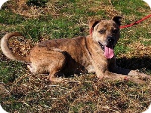 Mountain Cur Mix Dog for Sale in Clinton, Maine - Petey Mountain Cur Mix Dog for Sale in Clinton, Maine - Petey