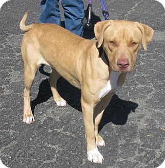 Labrador Retriever/American Pit Bull Terrier Mix Dog for Sale in San Diego, California - Merri URGENT Labrador Retriever/American Pit Bull Terrier Mix Dog for Sale in San Diego, California - Merri URGENT