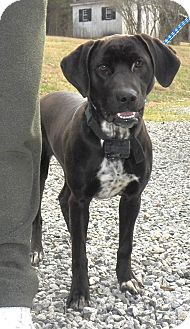 Labrador Retriever/Flat-Coated Retriever Mix Dog for Sale in Sussex, New Jersey - Gabby Labrador Retriever/Flat-Coated Retriever Mix Dog for Sale in Sussex, New Jersey - Gabby