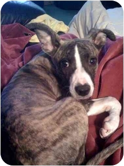 Pit Bull Terrier/Terrier (Unknown Type, Medium) Mix Puppy for Sale in Fowler, California - Liza Pit Bull Terrier/Terrier (Unknown Type, Medium) Mix Puppy for Sale in Fowler, California - Liza