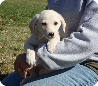 Labrador Retriever/Golden Retriever Mix Puppy for Sale in Glastonbury, Connecticut - Tidley~adopted~ Labrador Retriever/Golden Retriever Mix Puppy for Sale in Glastonbury, Connecticut - Tidley~adopted~